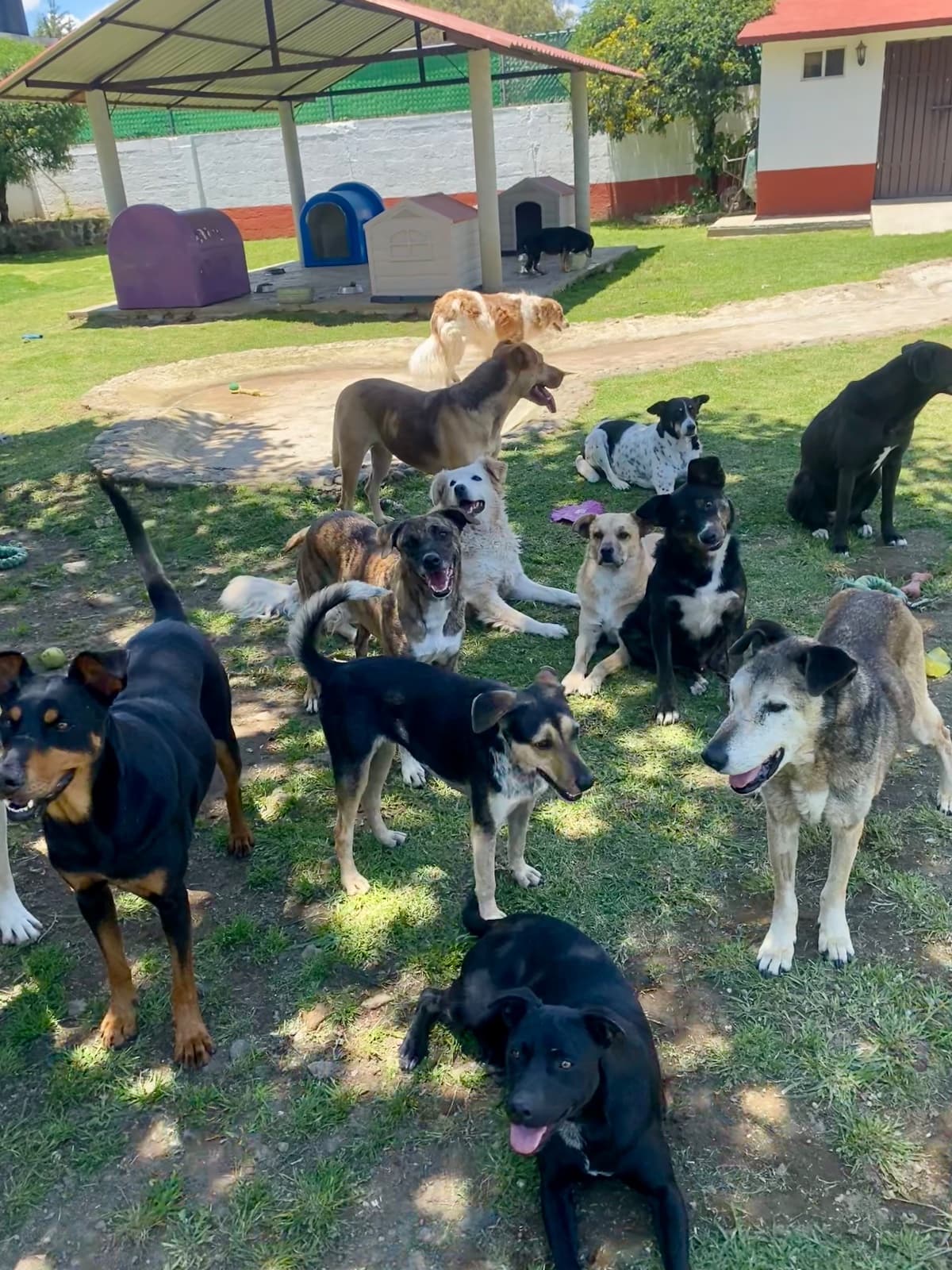 Foto 1 de El Chalet de los Perritos, A.C. (Presencia Animal)