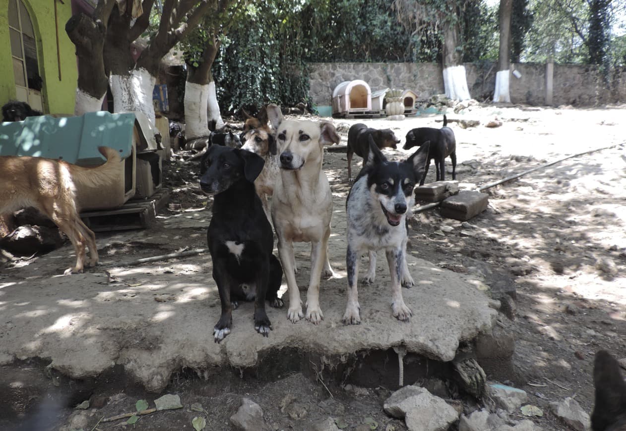 Foto 3 de Milagros Caninos, A.C.